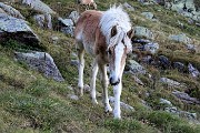 94 Bel cavallino si avvicina e si lascia accarezzare !